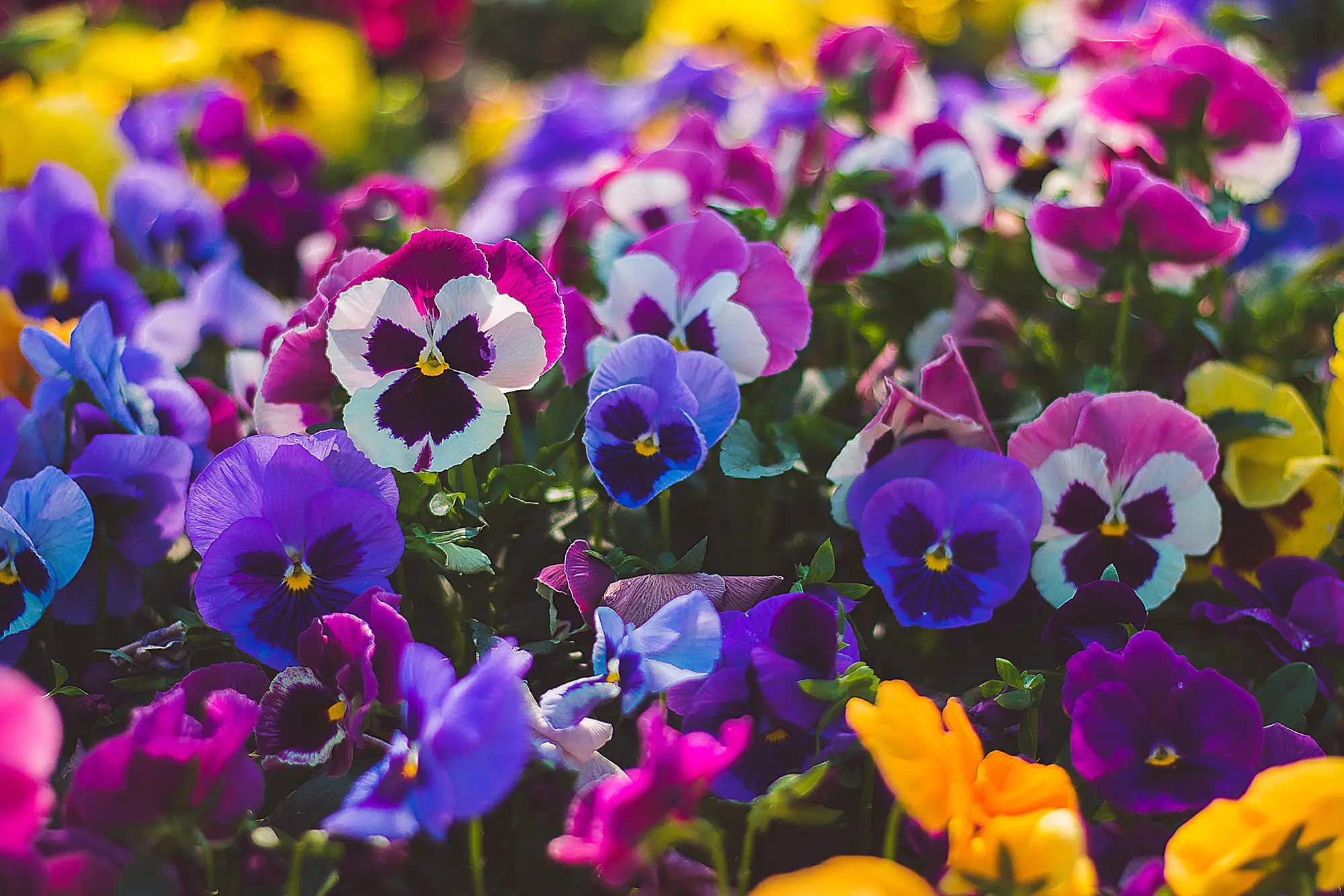 Early Spring Annuals