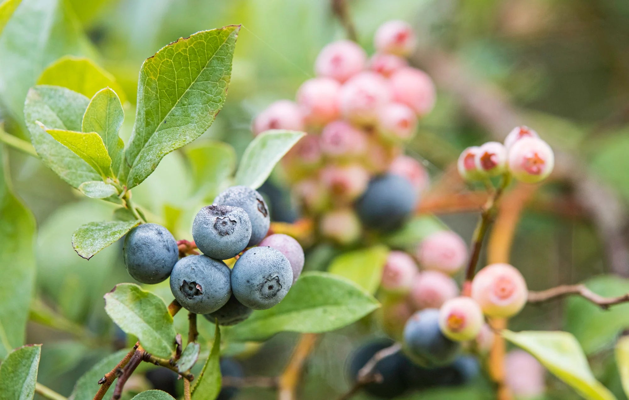 Fruit Trees & Bushes