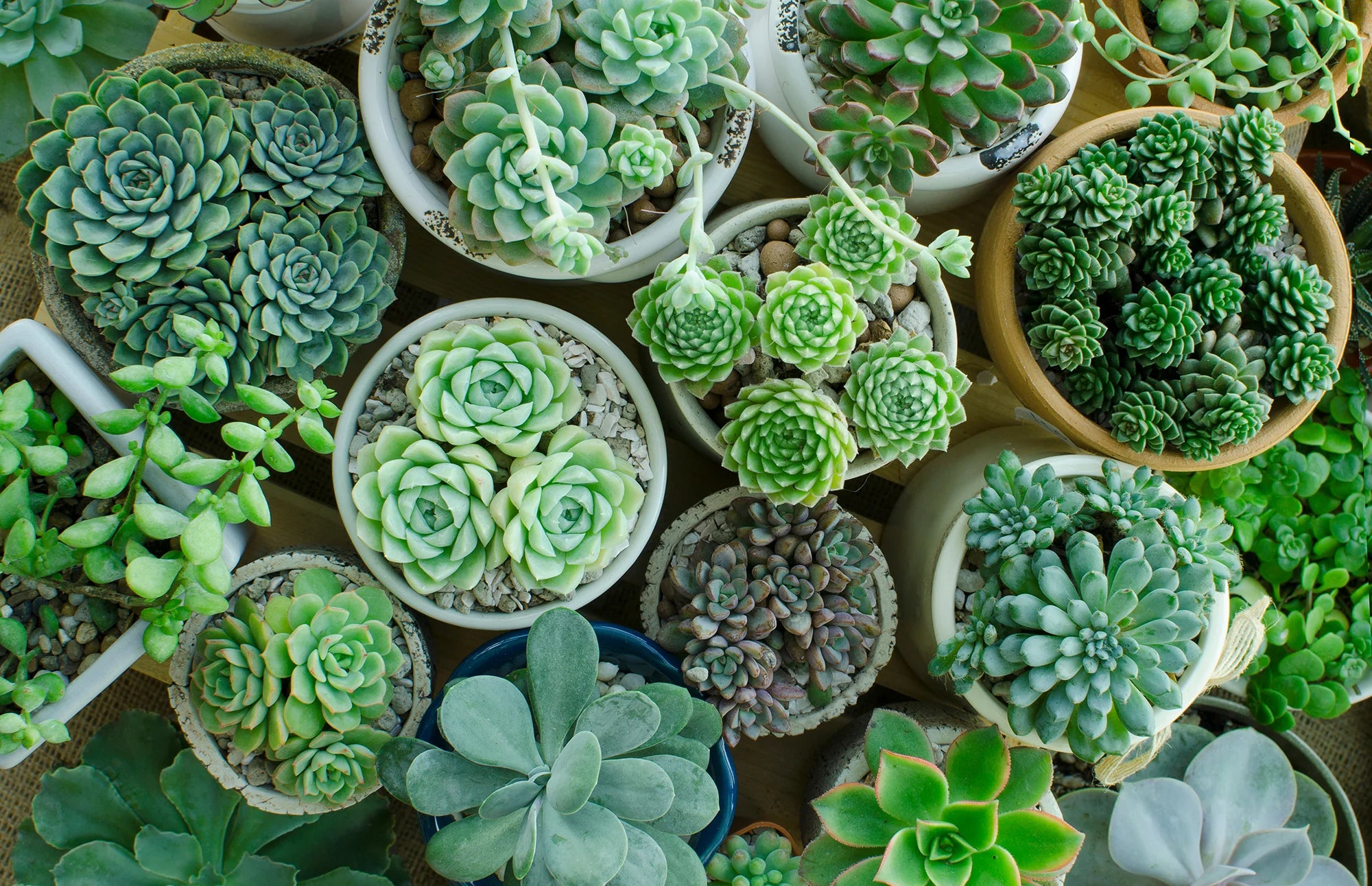 Succulents