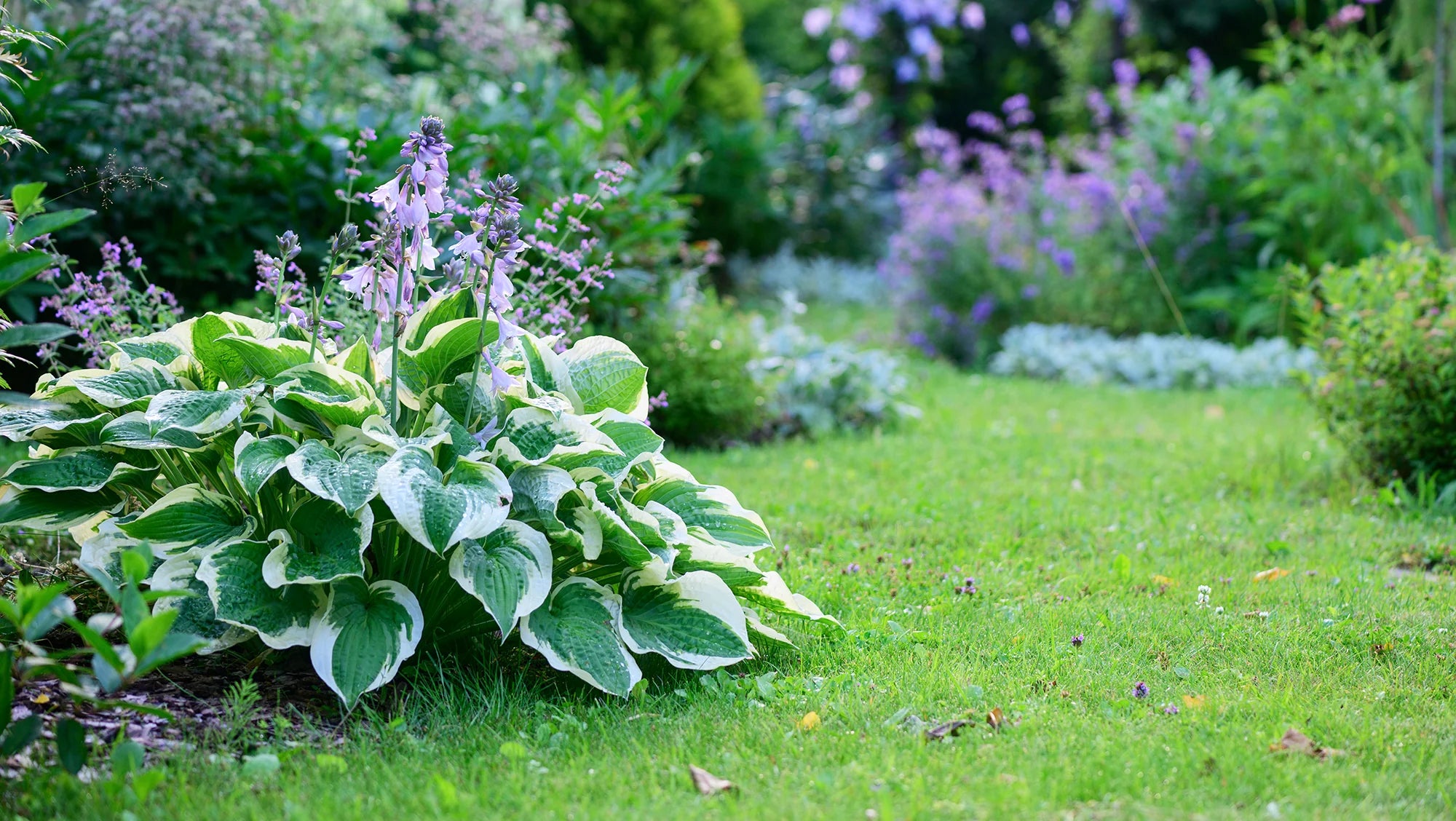 Shade-Loving Perennials