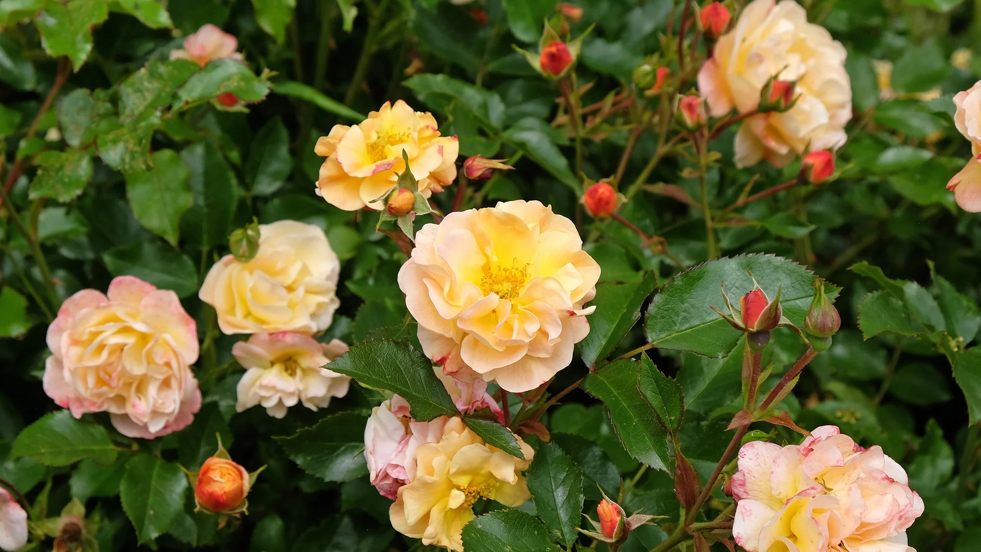 Ground Cover Roses