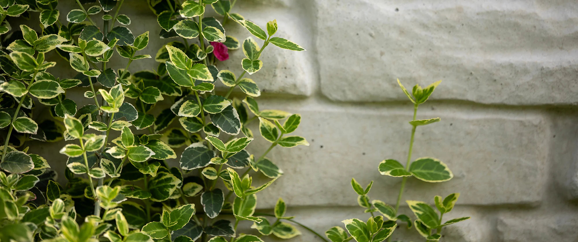 Broadleaf Evergreen Shrubs