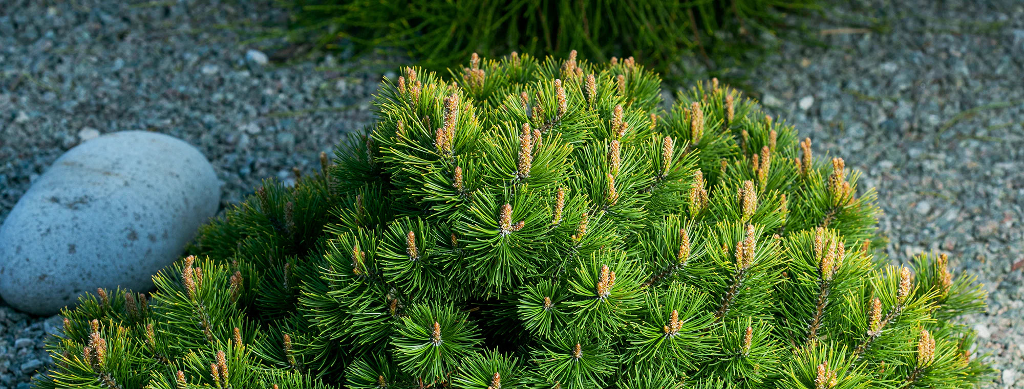 Evergreen Shrubs