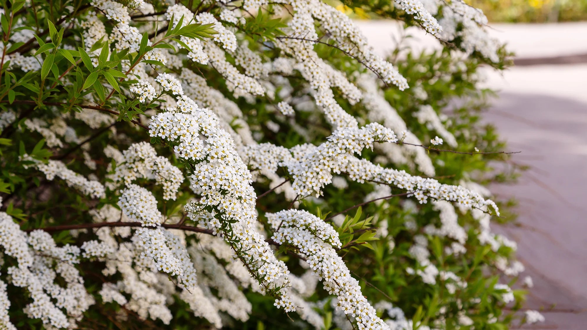 Flowering Shrubs