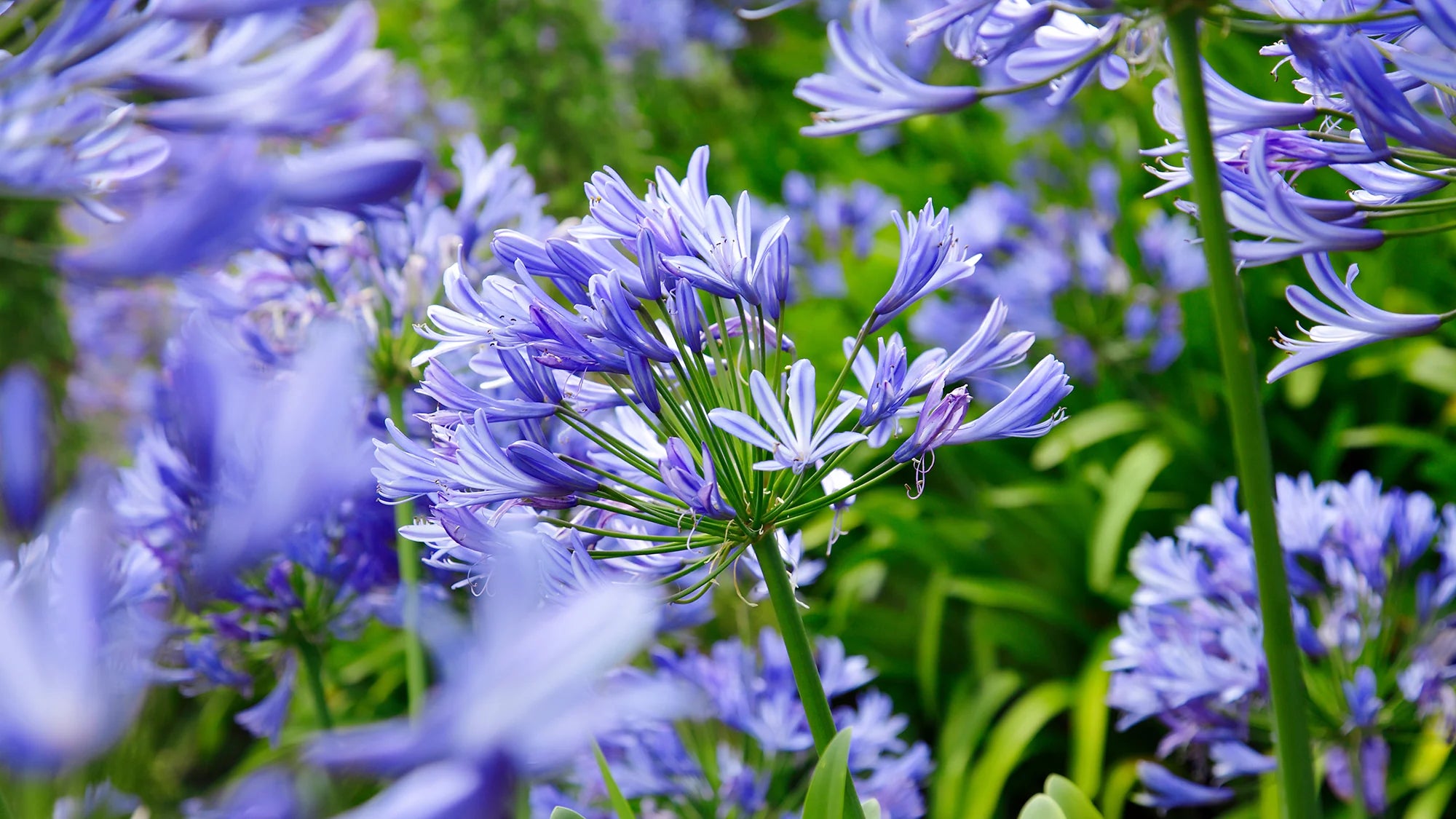 Tropical Water Plants