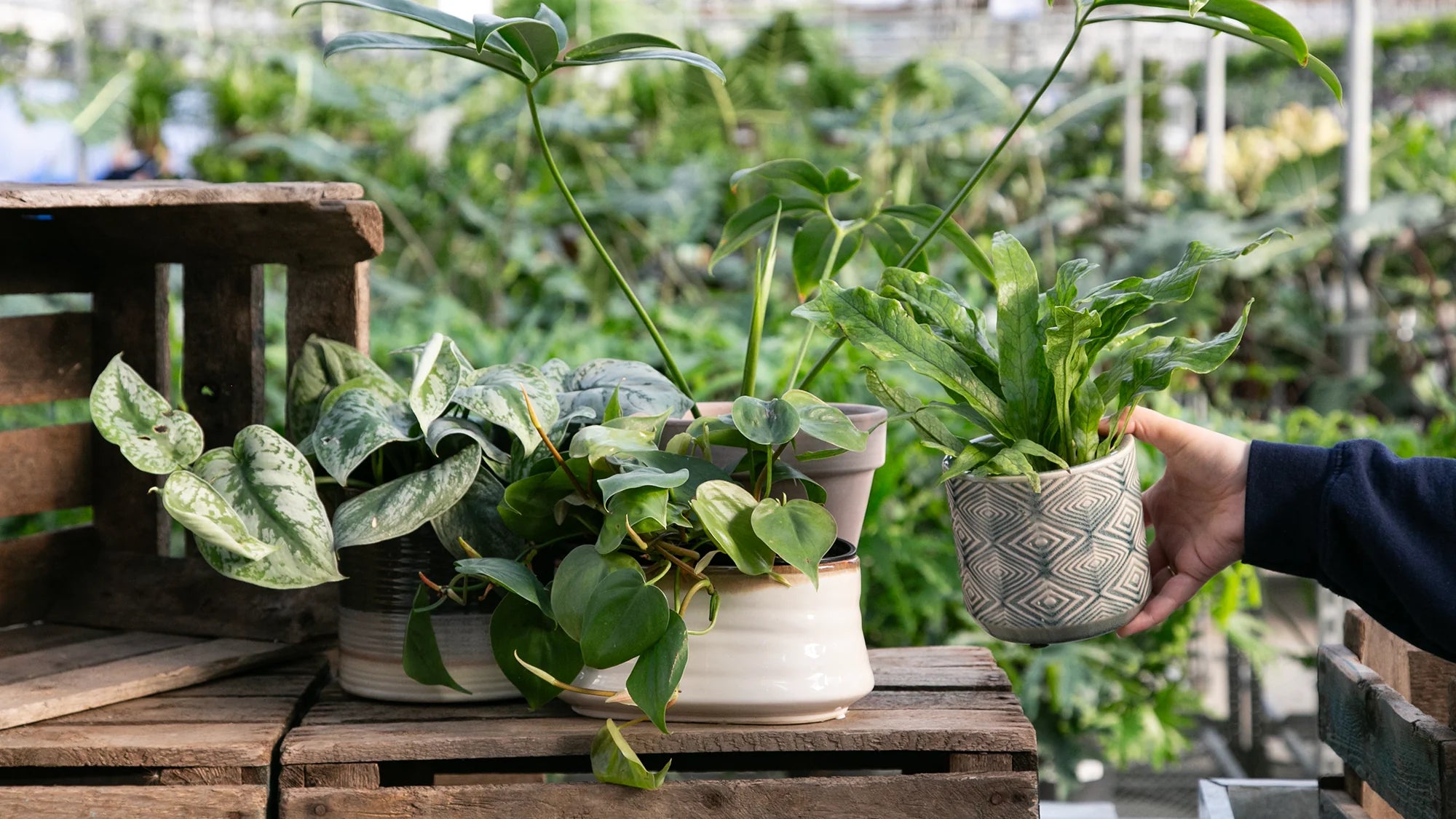 Houseplants
