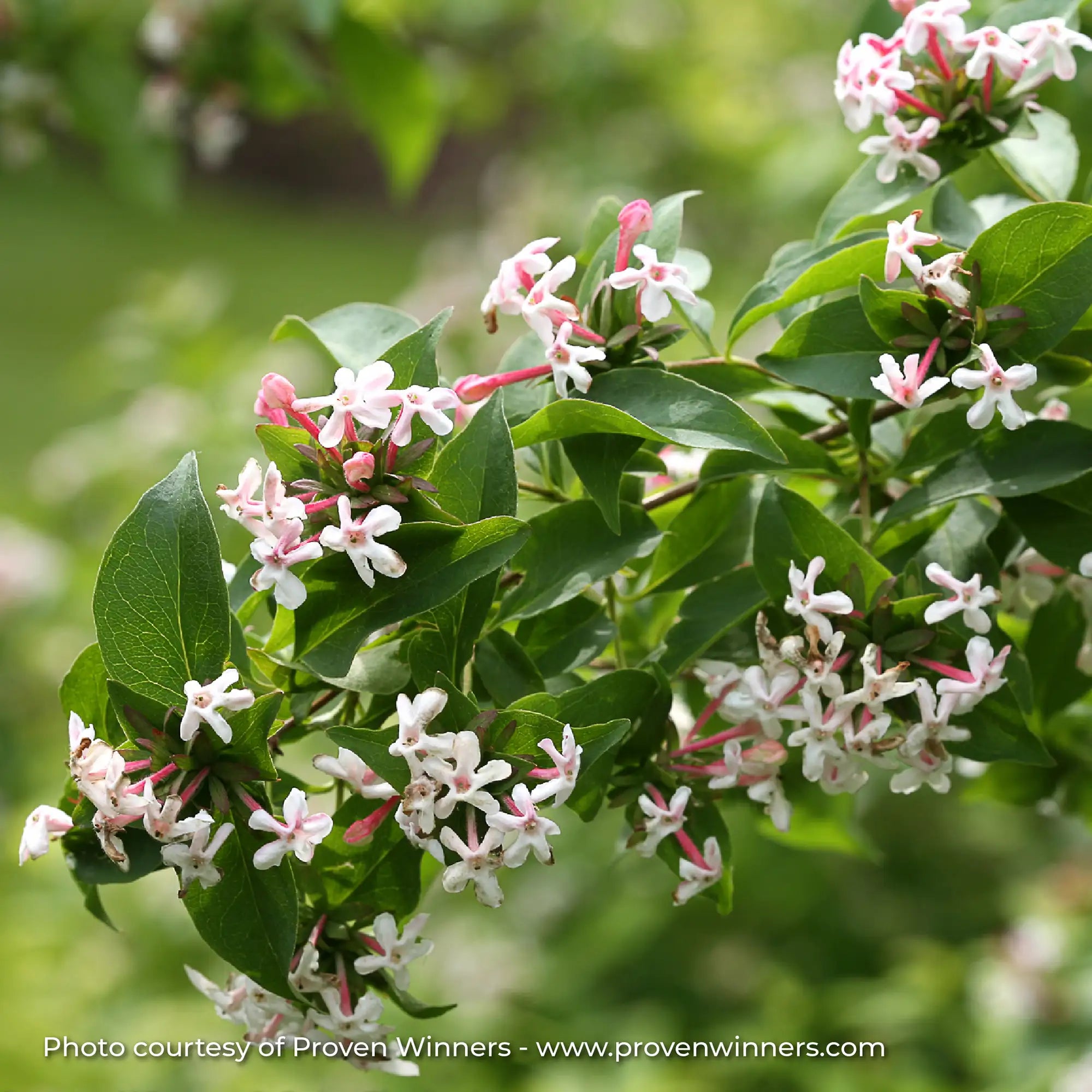 Abelia 'Sweet Emotion®'