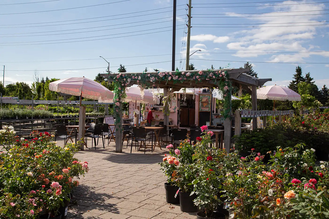 Pink coffee trailer and patio with tables, chairs, pink umbrellas, and pergola, in outdoor yard of garden centre, surrounded by roses in bloom.