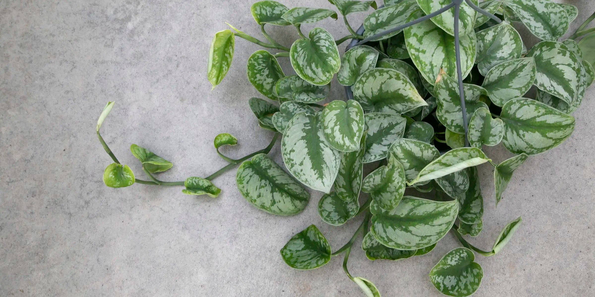 Silver Satin Pothos in basket spreading across concrete floor