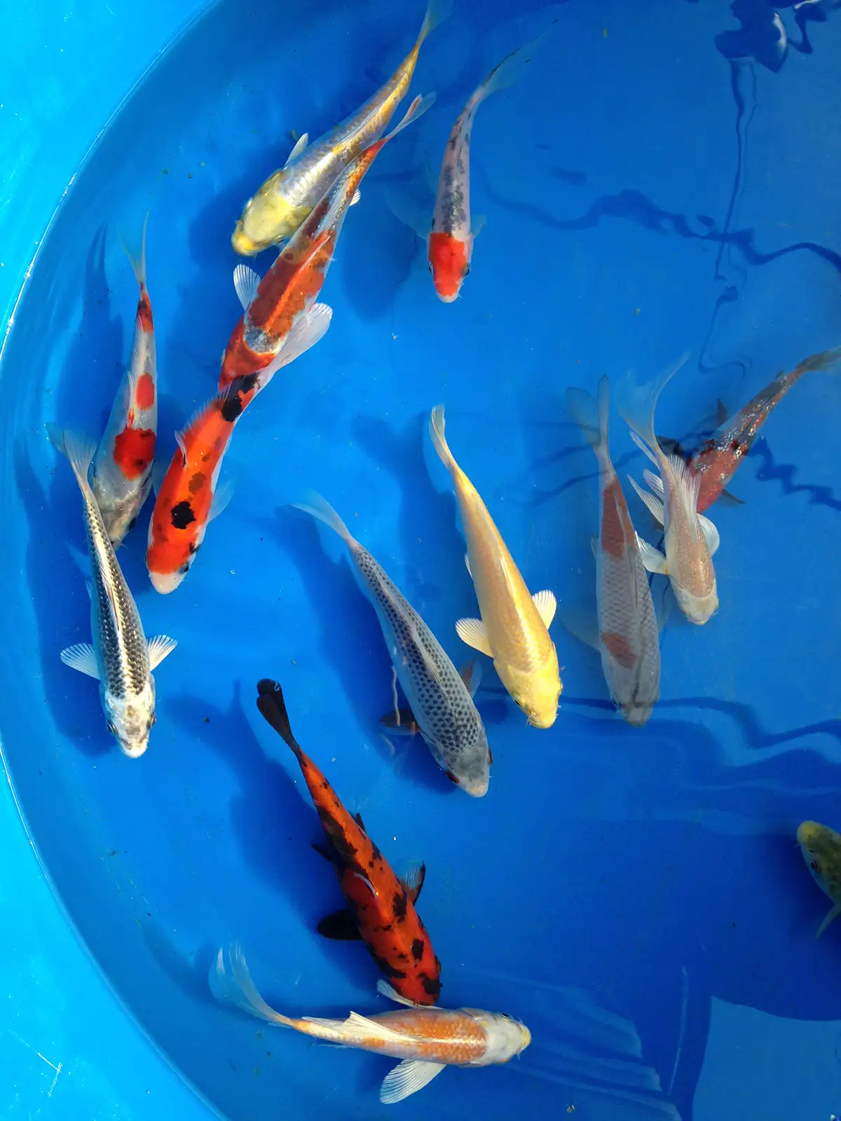 Colorful koi swimming in a blue container