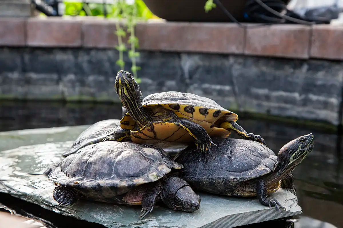 Three turtles on a rock surface in an indoor pond with a blurred natural background