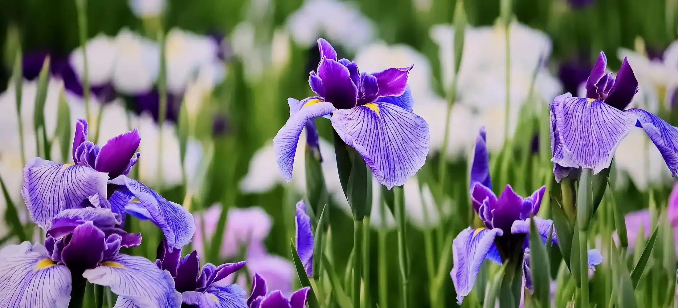 Purple and blue striped irises in garden setting