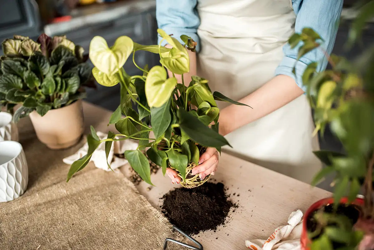 Person repotting a houseplant with soil on a table