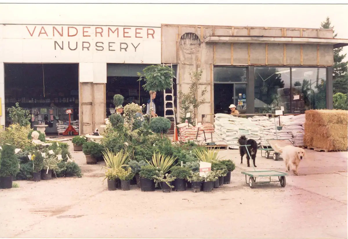 Gas station converted to Vandermeer retail store with plants clustered in front, two dogs, and a few people sitting in 1976.