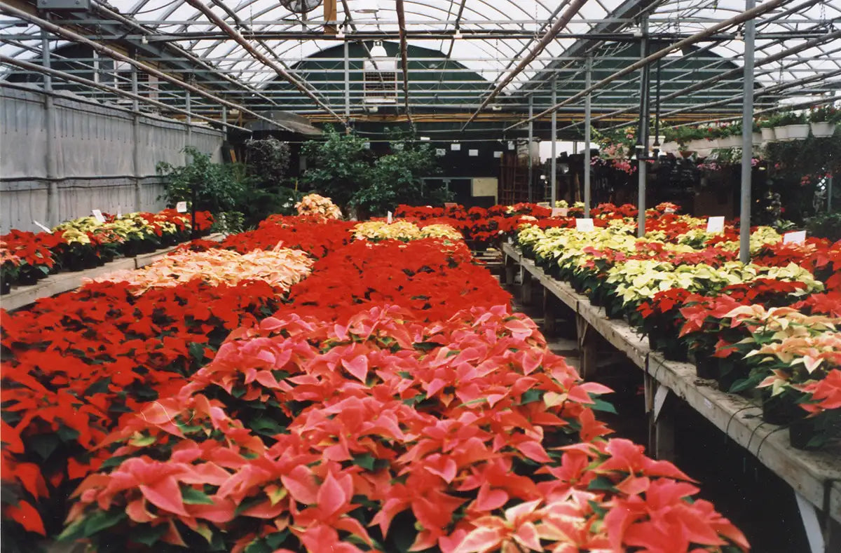 Garden center with rows of red, white, and pink poinsettias on wooden tables in 1994.