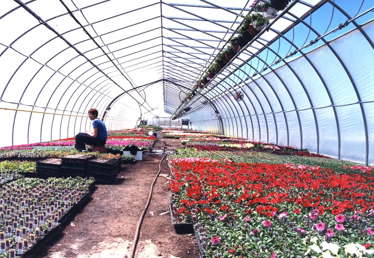 Person working in a plastic greenhouse filled with rows of potted annuals on the ground.