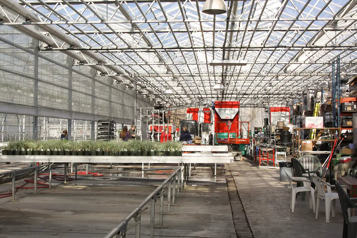 Large production greenhouse with filled with planting equipment, aluminum tables with potted plants, and people working.