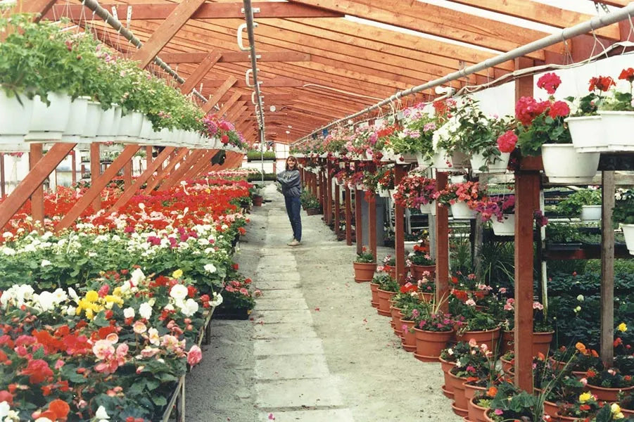 Wooden greenhouse with rows of potted annuals on tables, hanging baskets in the air, and one of Adrian's daughters working in 1980s.