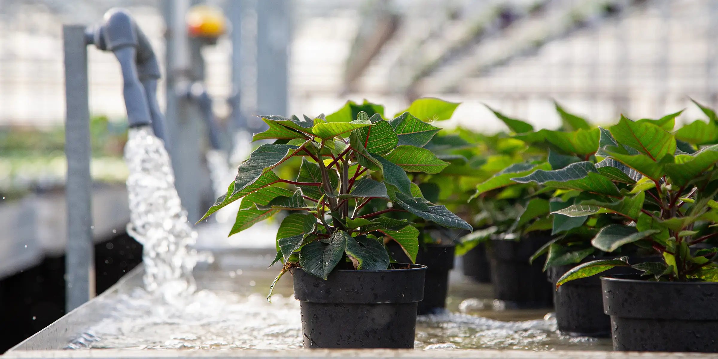 Row of potted poinsettias spaced out on table in a greenhouse setting with water flowing from a spout onto flood table.