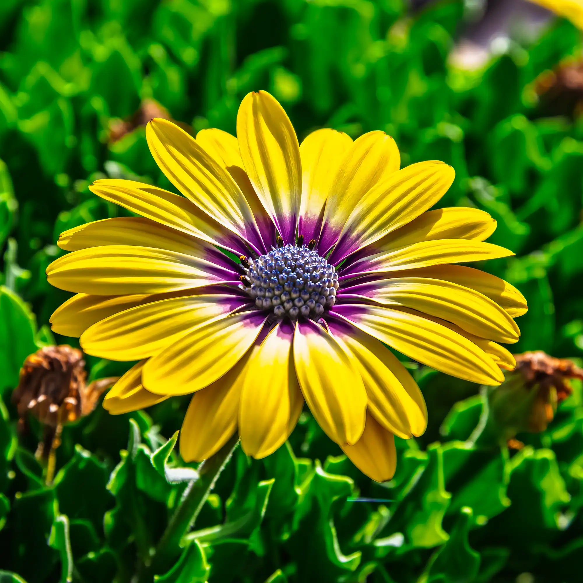 African Daisy 'Blue Eyed Beauty'