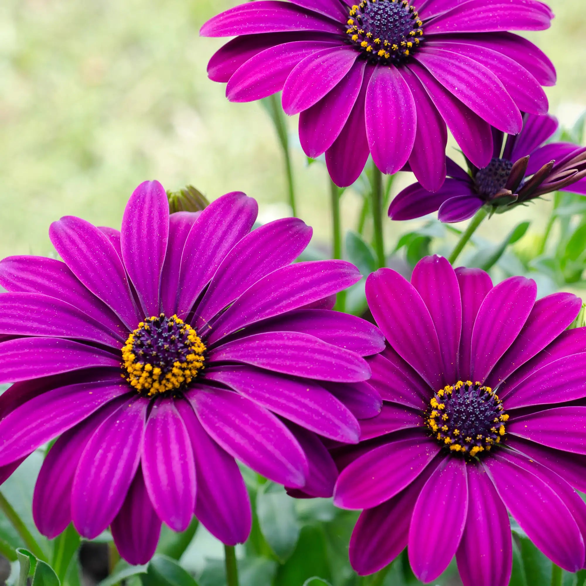 African Daisy 'Margarita® Cool Purple'