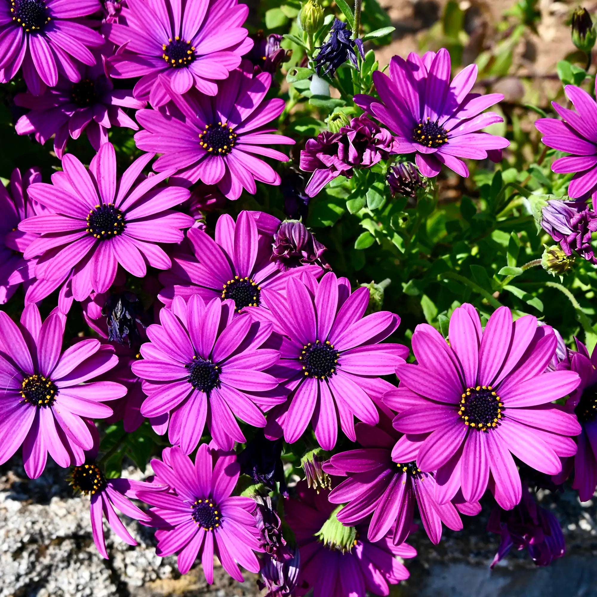 African Daisy 'Margarita® Dark Lilac'
