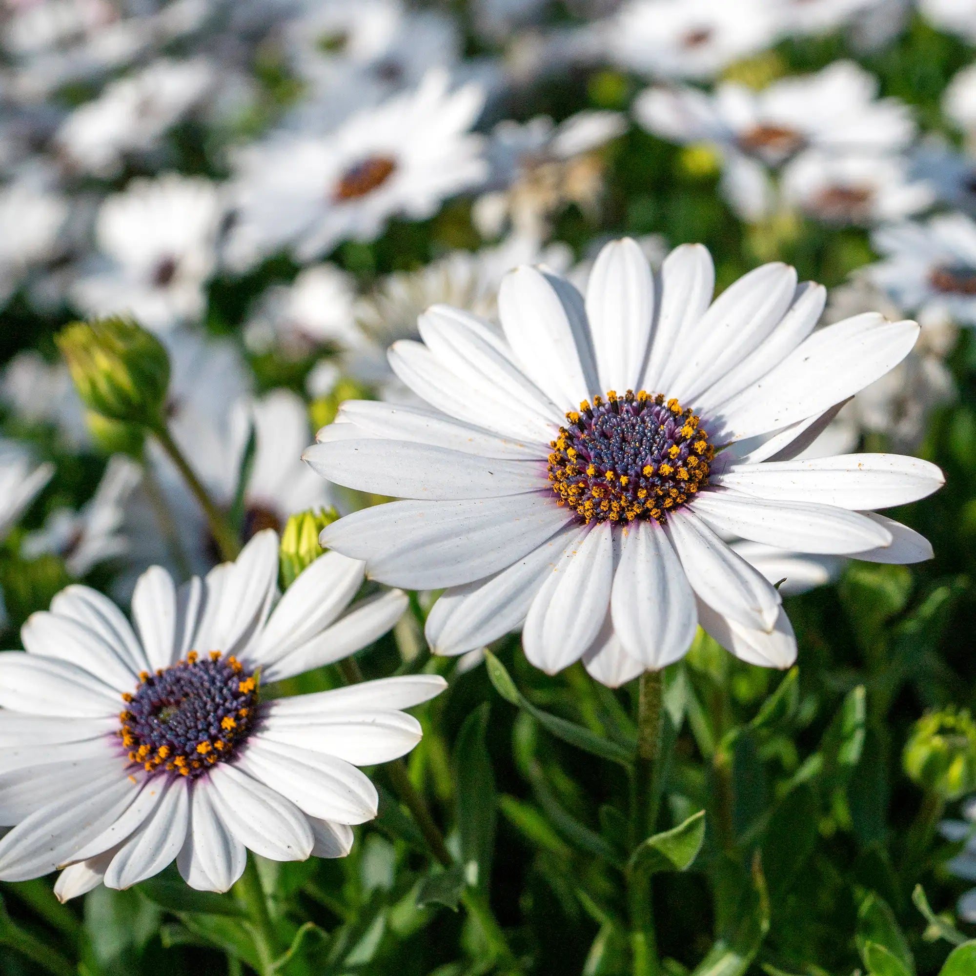 African Daisy 'Margarita® White'