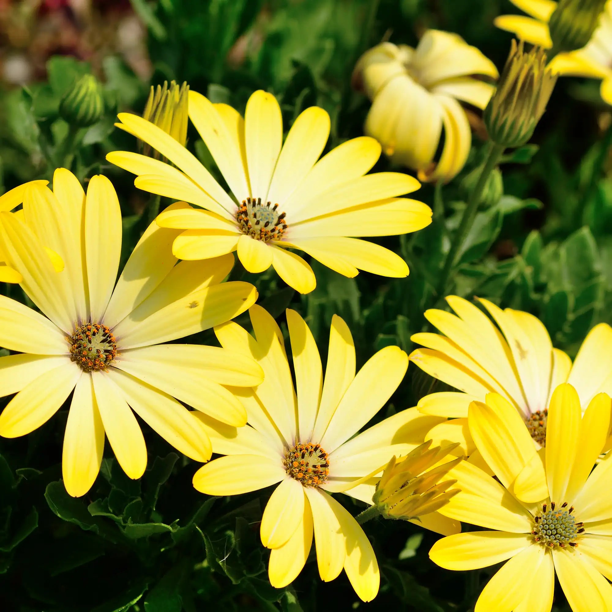 African Daisy 'Margarita® Yellow'