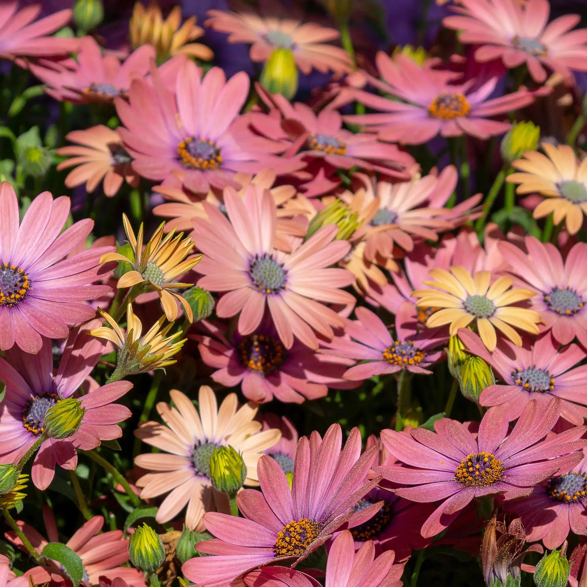 African Daisy 'OSTICADE™ Daybreak'