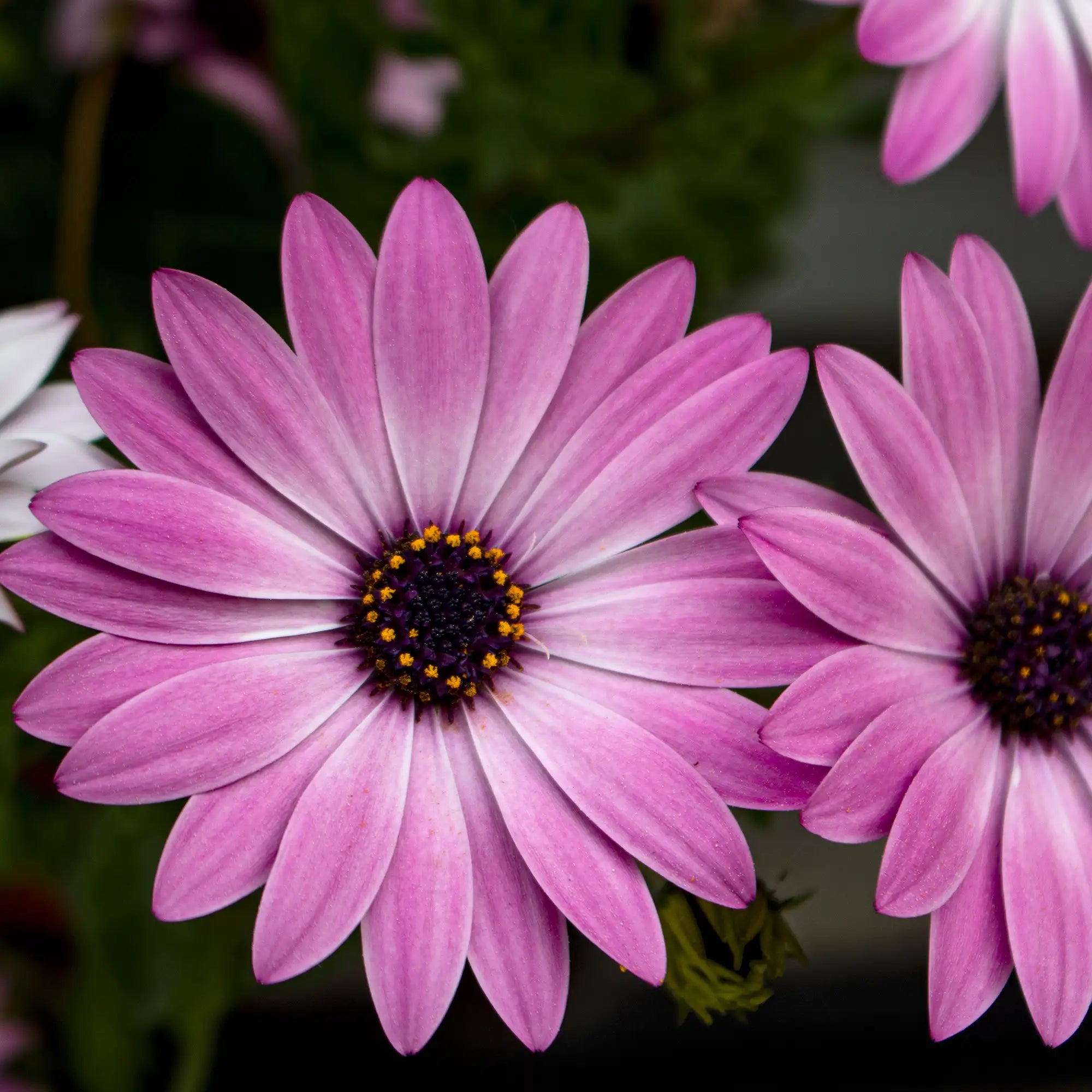African Daisy 'OSTICADE™ Pink'