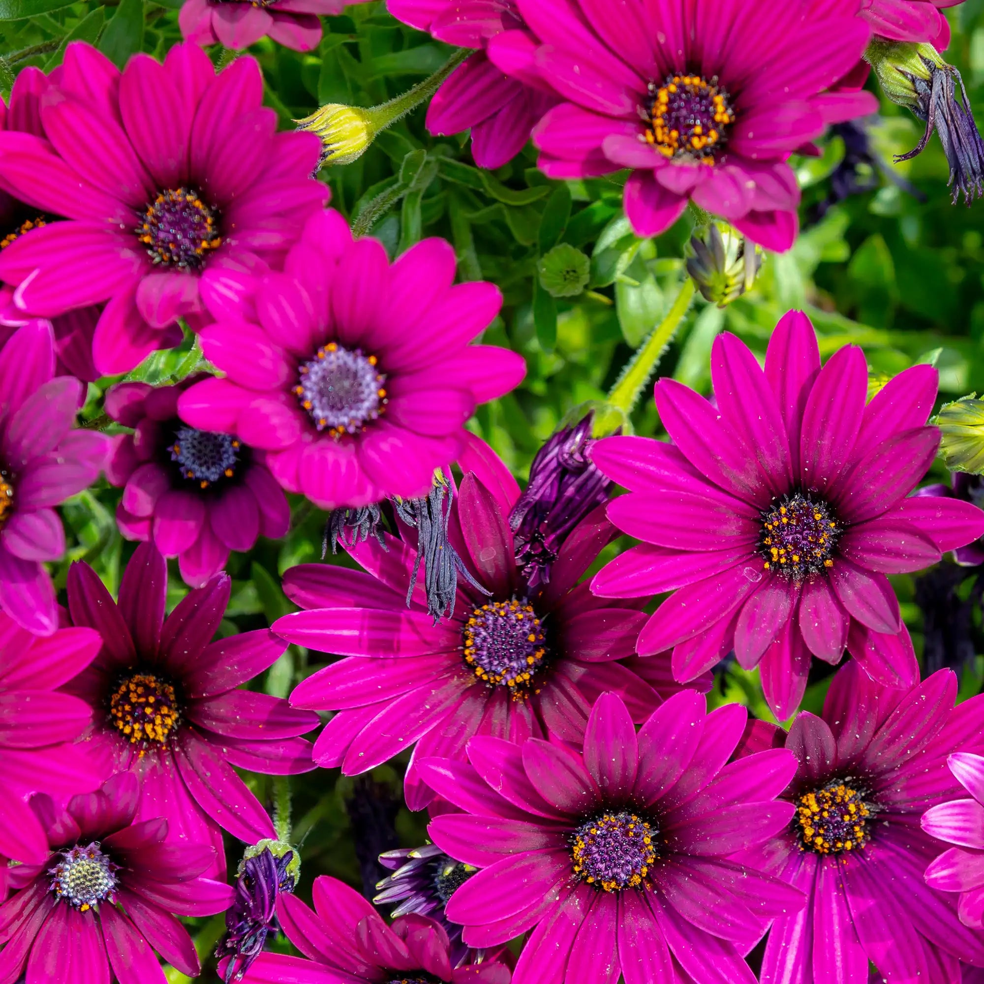 African Daisy 'OSTICADE™ Purple'