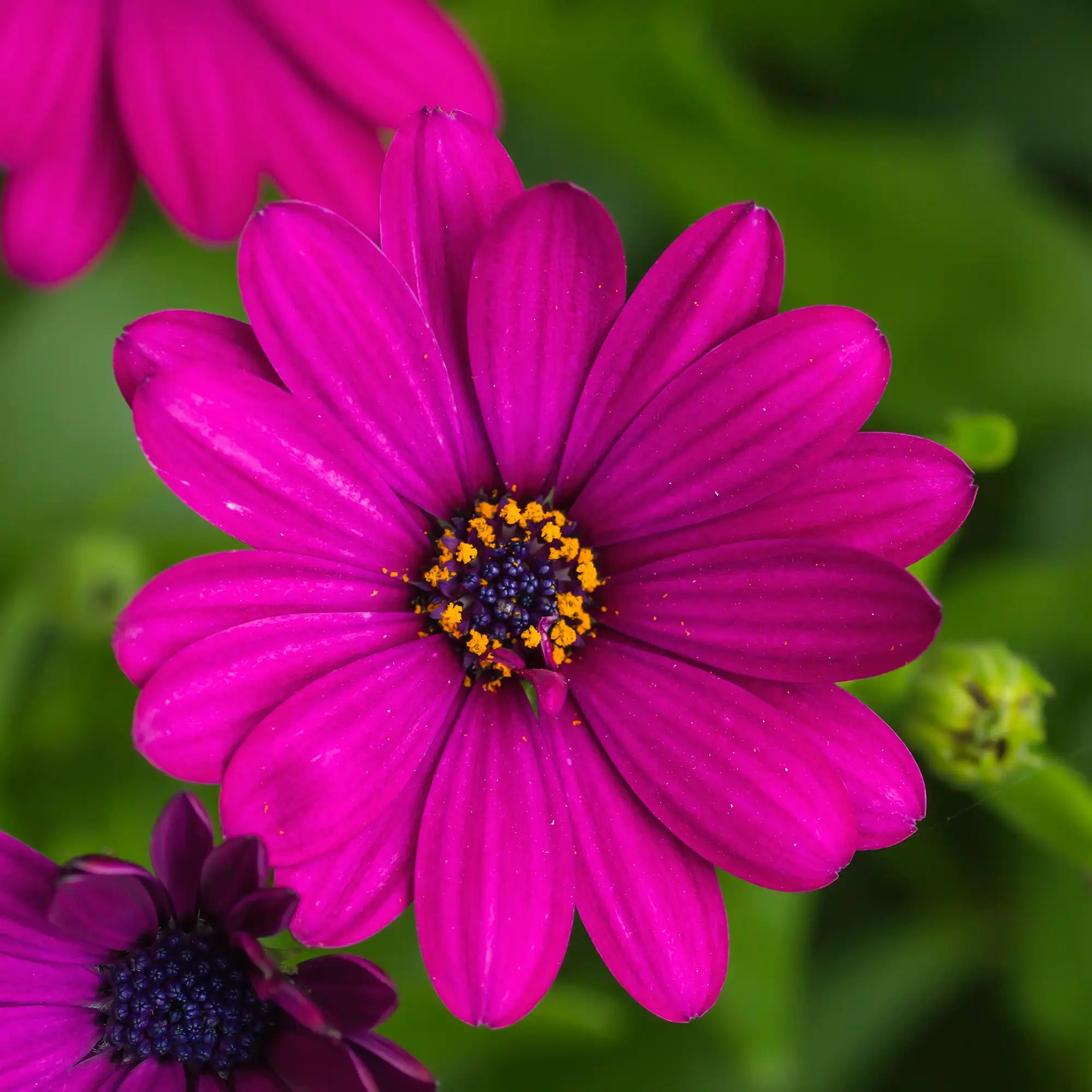 African Daisy 'Serenity™ Dark Purple'
