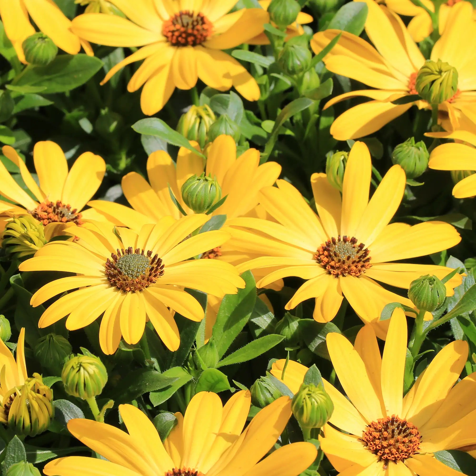 African Daisy 'Serenity™ Deep Yellow'