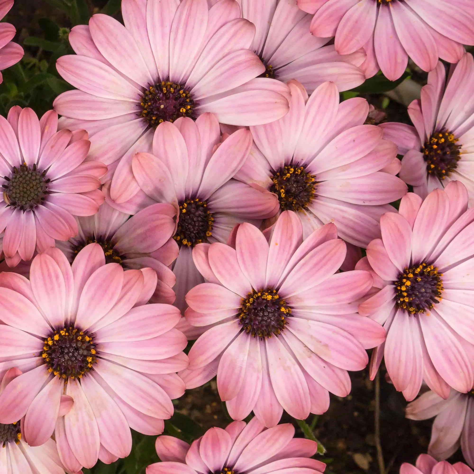 African Daisy 'Serenity™ Pink Magic'
