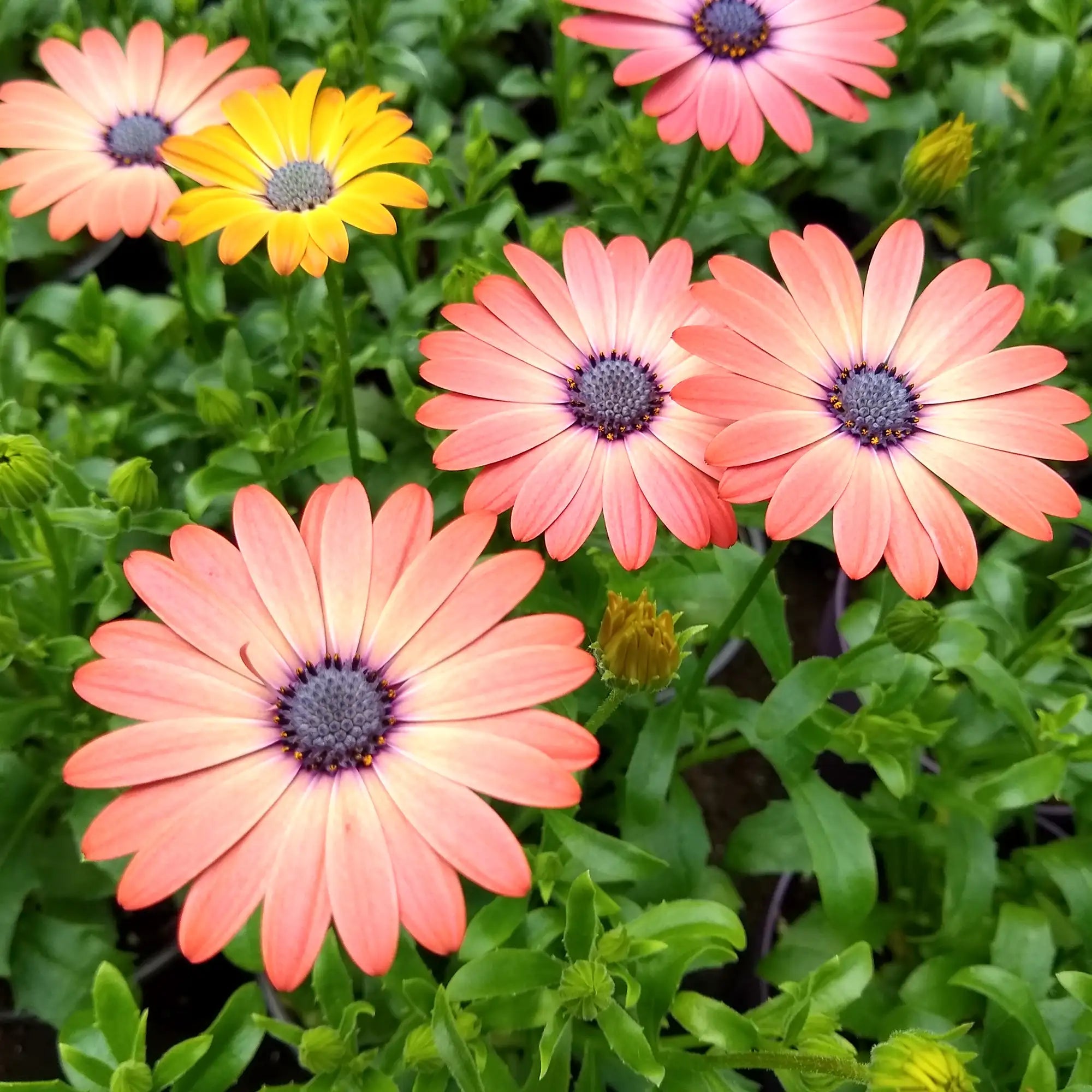 African Daisy 'Serenity™ Rose Magic'