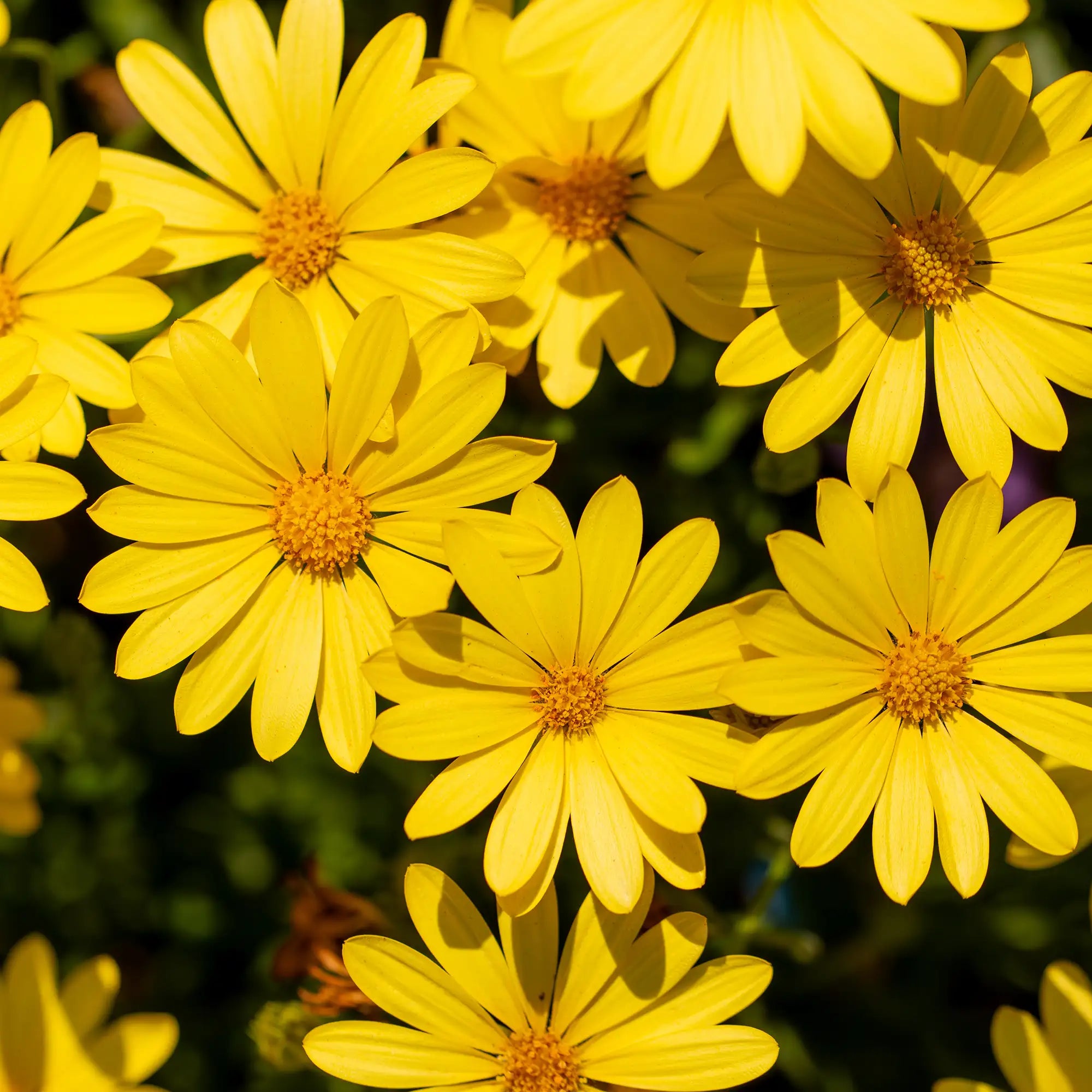 African Daisy 'Voltage™ Yellow'
