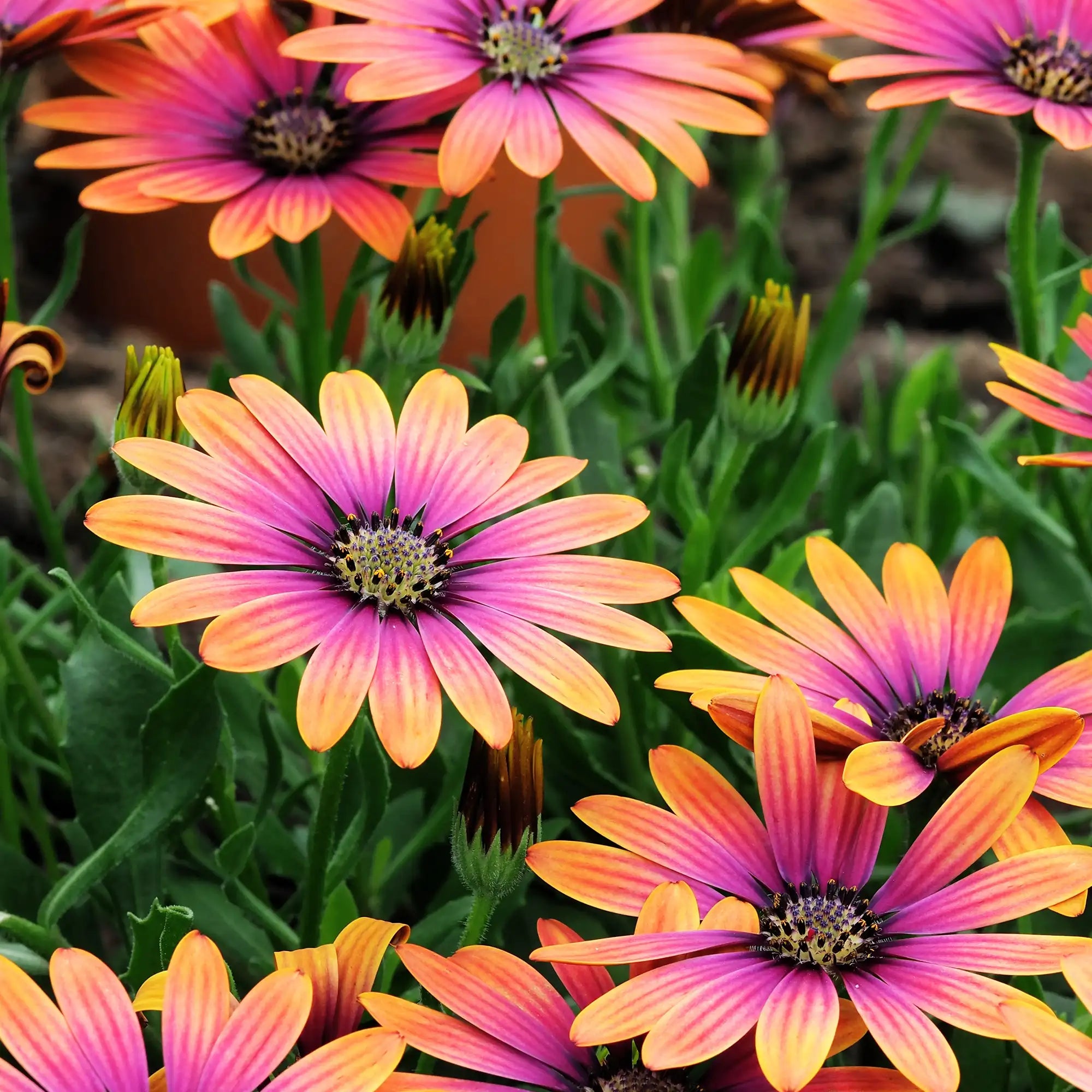 African Daisy 'Zion™ Pink Sun'