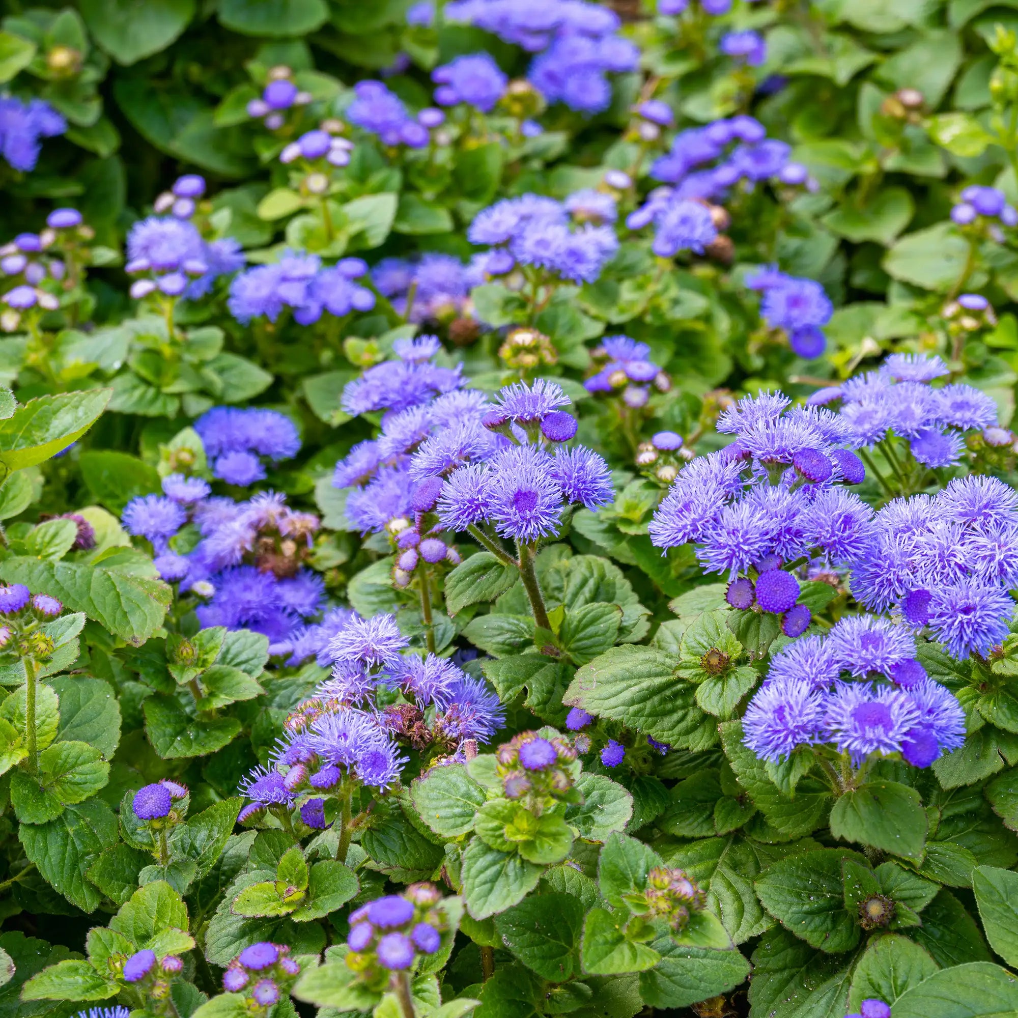 Ageratum 'Aloha Blue'