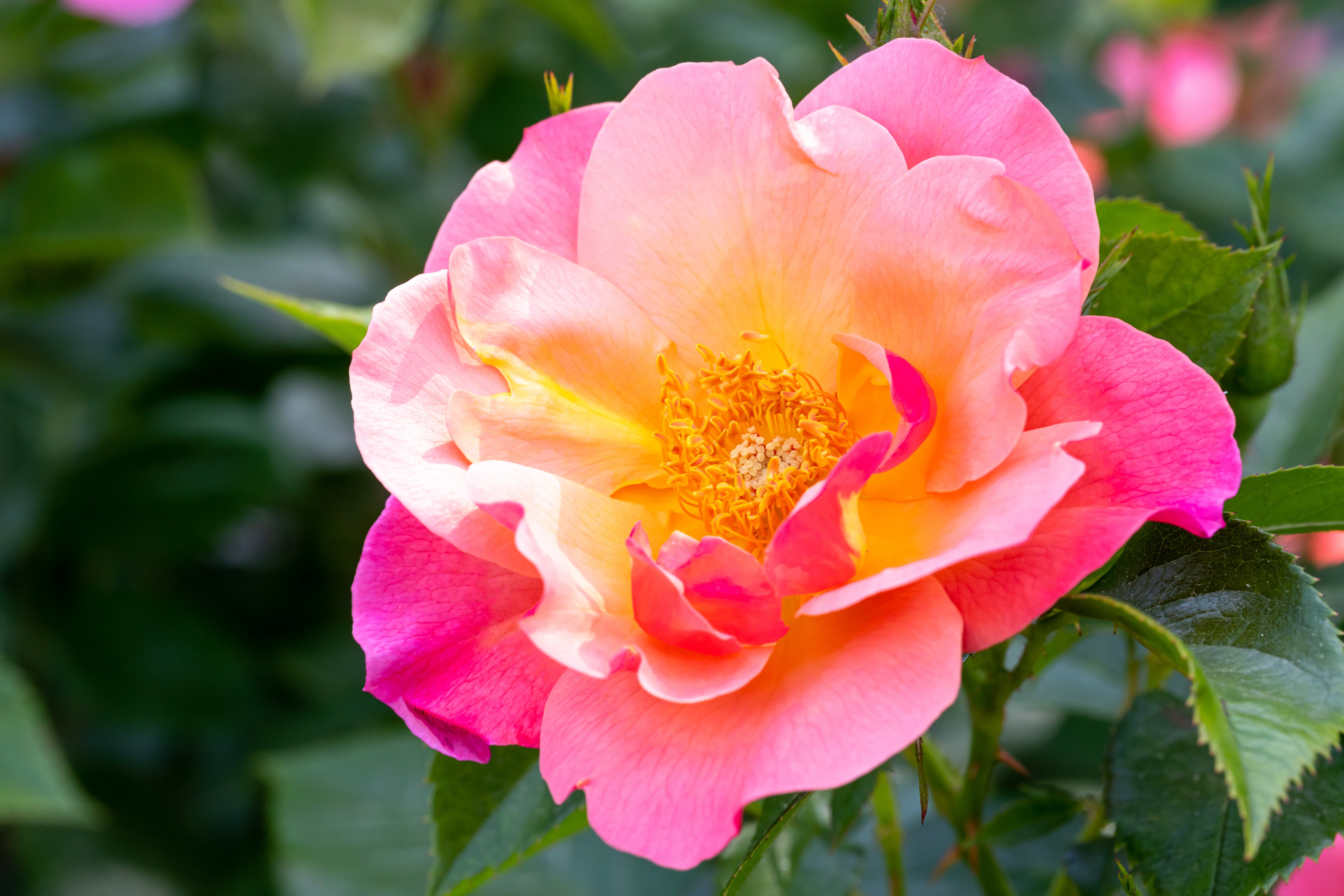 'All the Rage' Landscape Shrub Rose