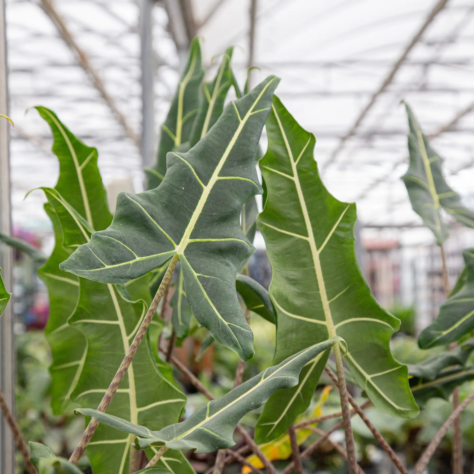 Elephant Ear 'Sarian'