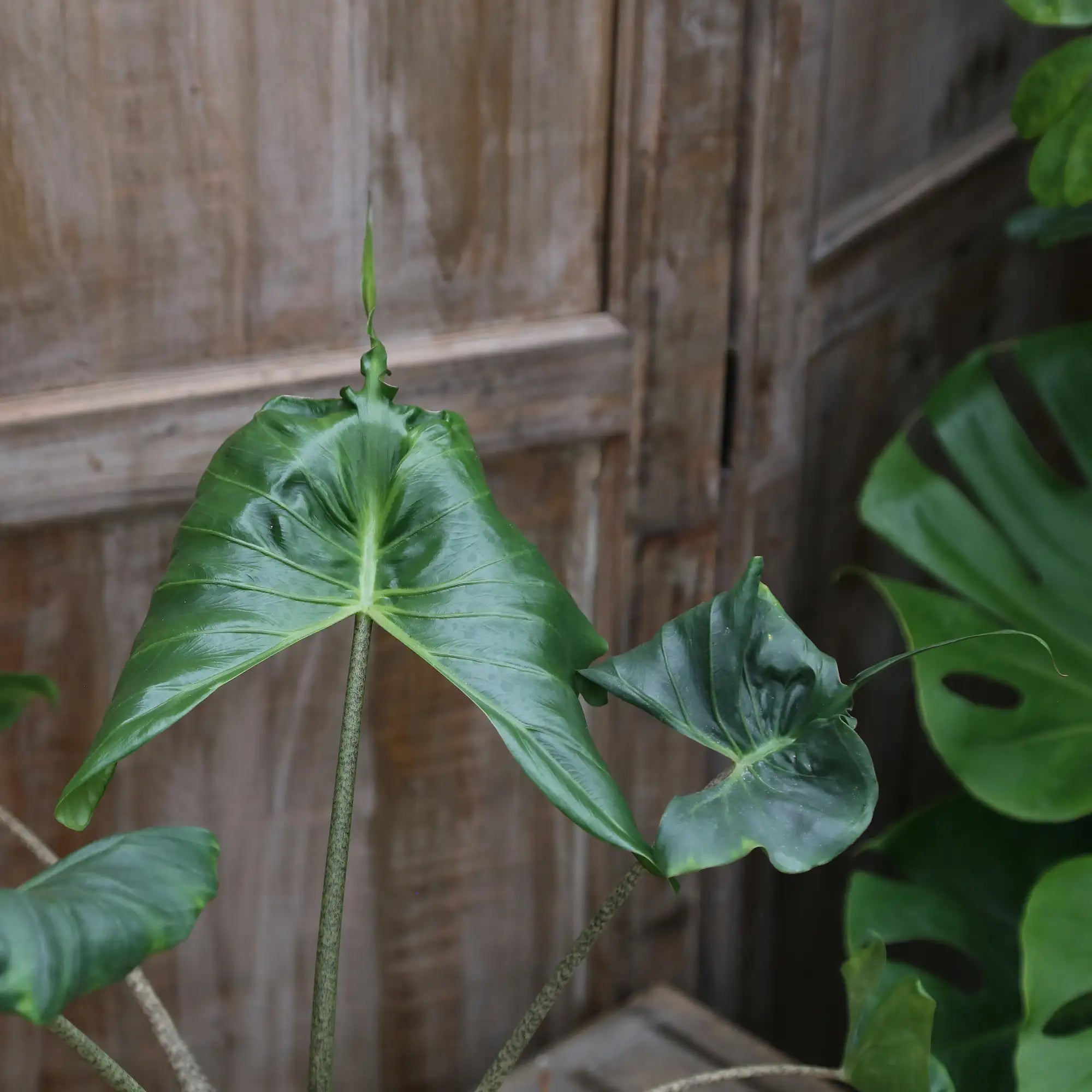 Elephant Ear 'Stingray'