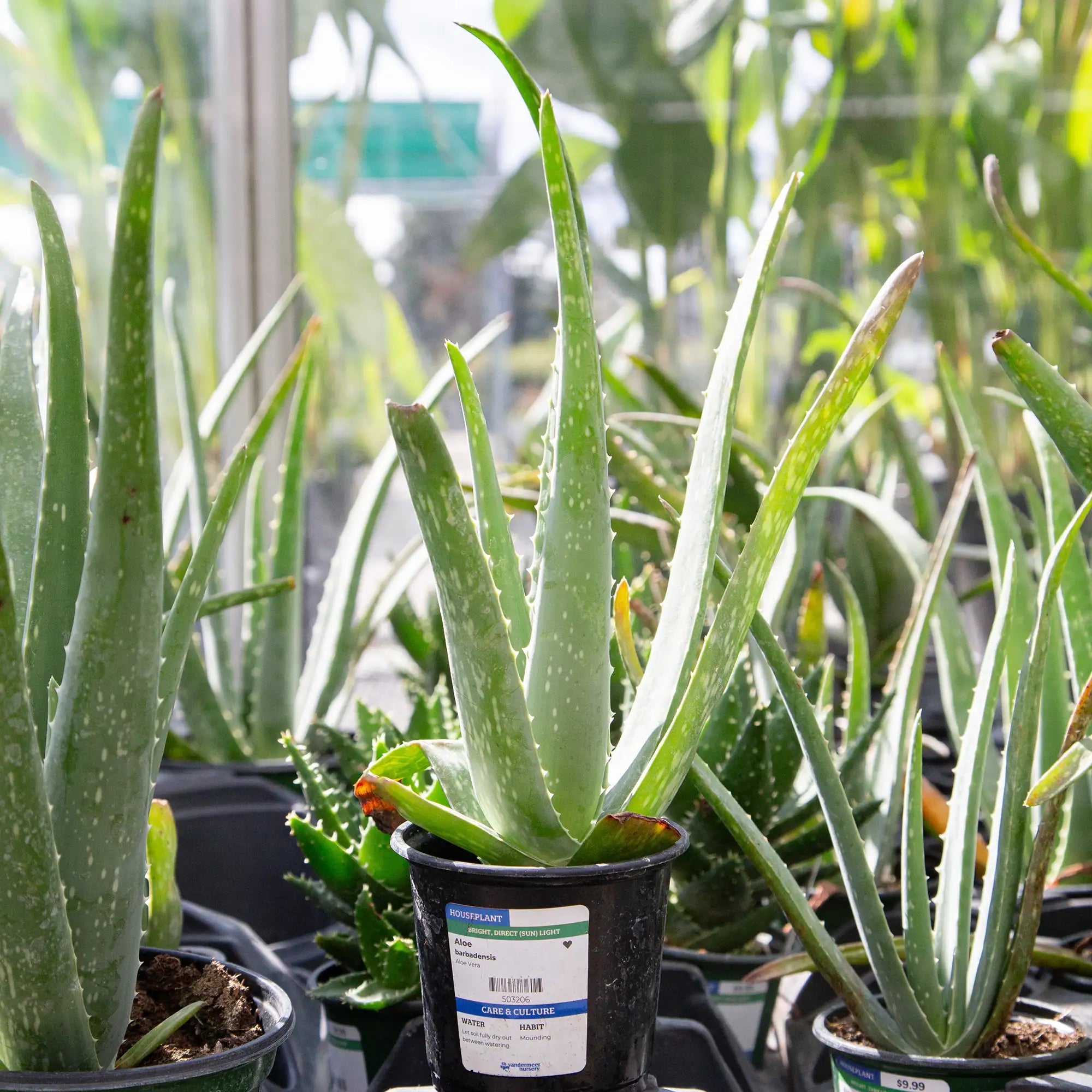 do aloe vera plants like direct sunlight Aloe Vera – Vandermeer Nursery Ltd