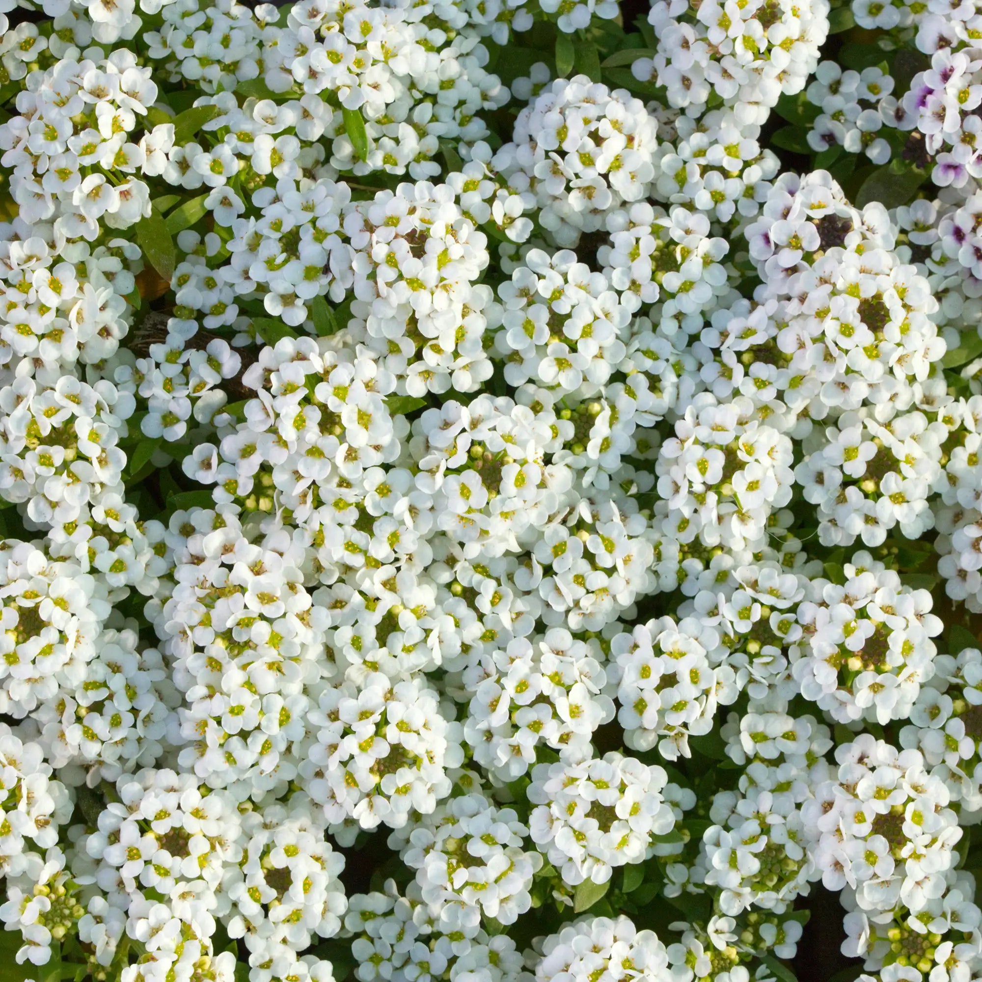 Alyssum 'Easter Bonnet White'