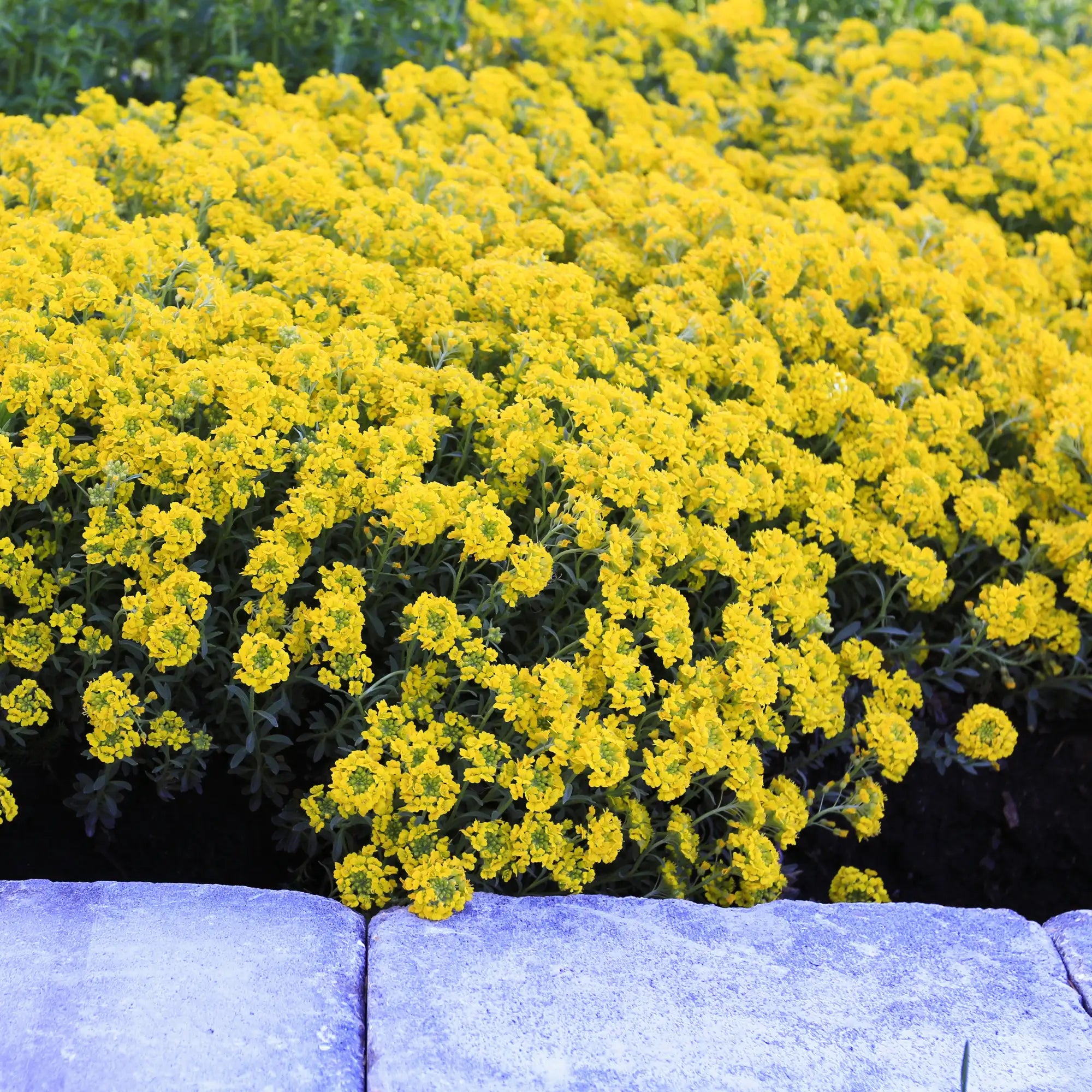 Alyssum 'Golden Spring'