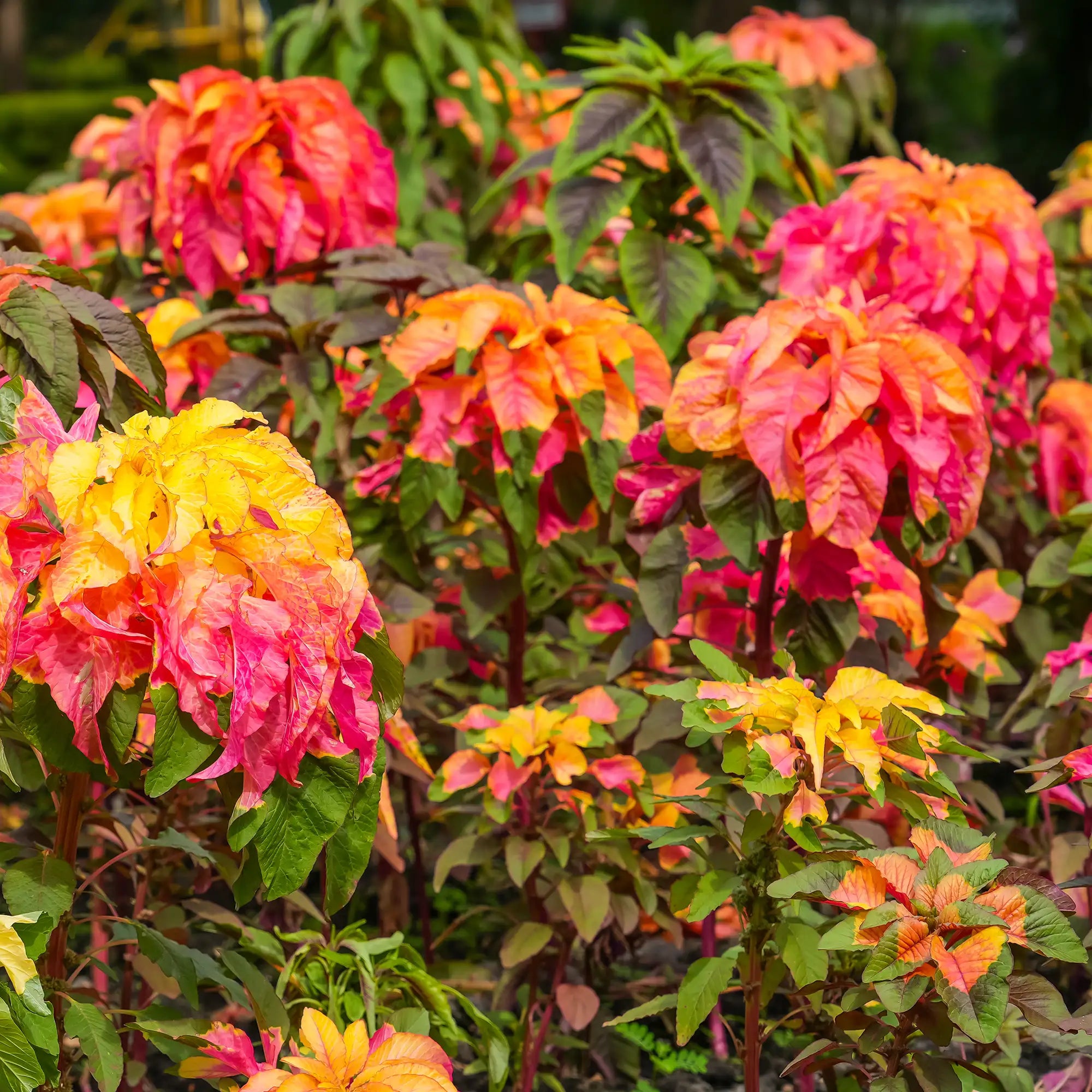 Amaranthus 'Carnival'
