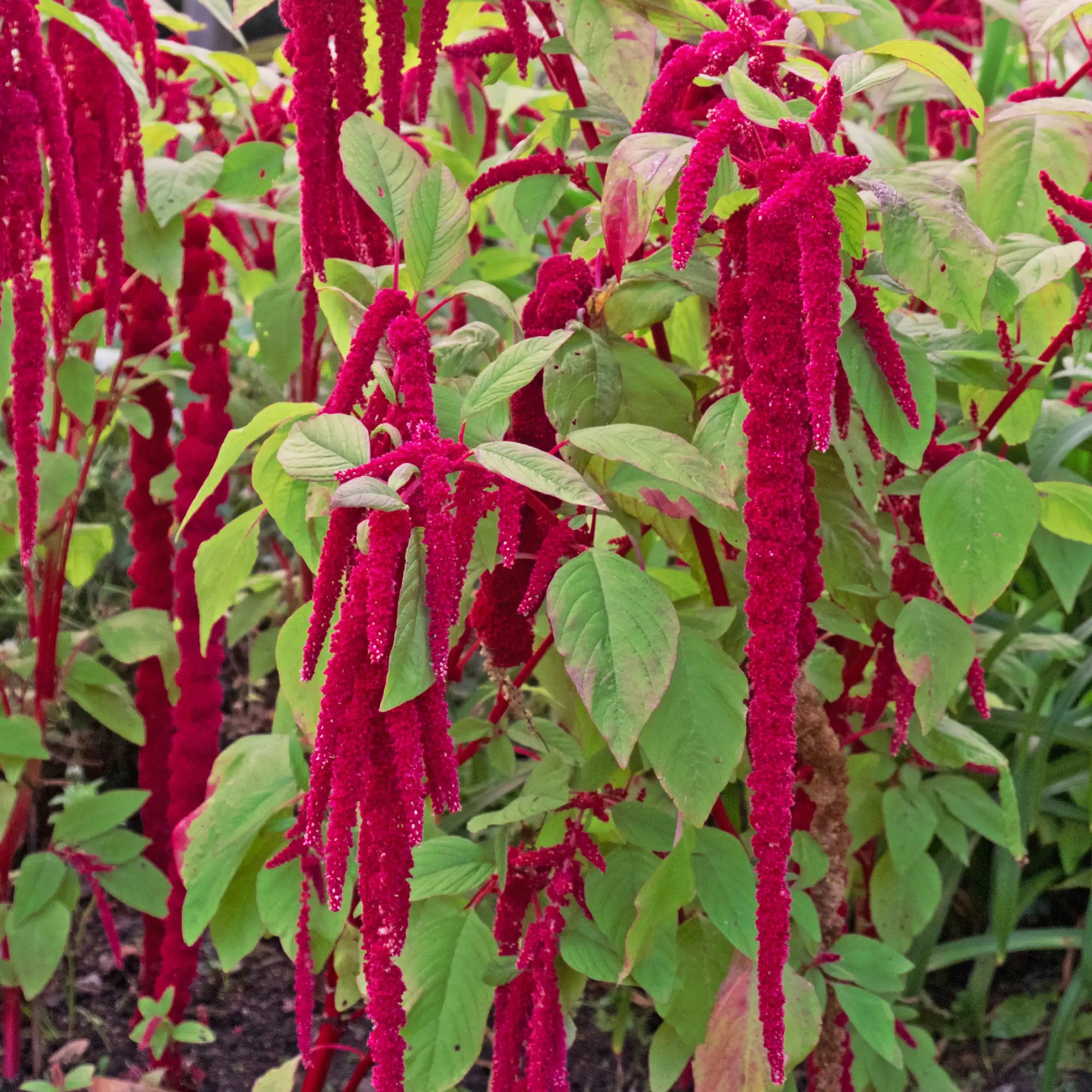 Amaranthus 'Love-Lies-Bleeding'