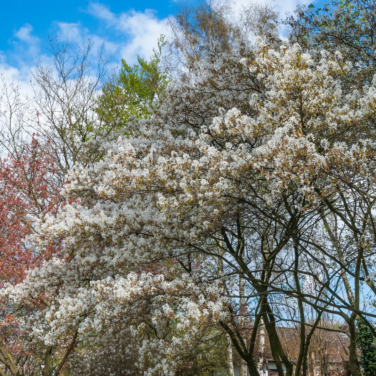 Serviceberry Saskatoon