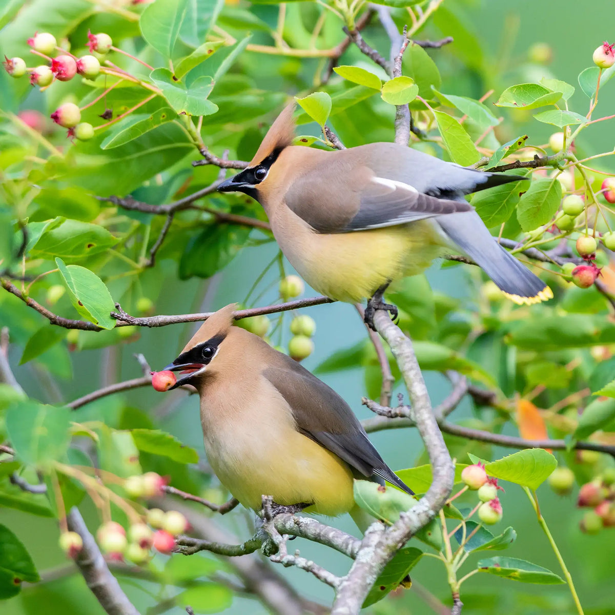 Closeup of two cedar waxwings in a serviceberry tree eating unripe berries.