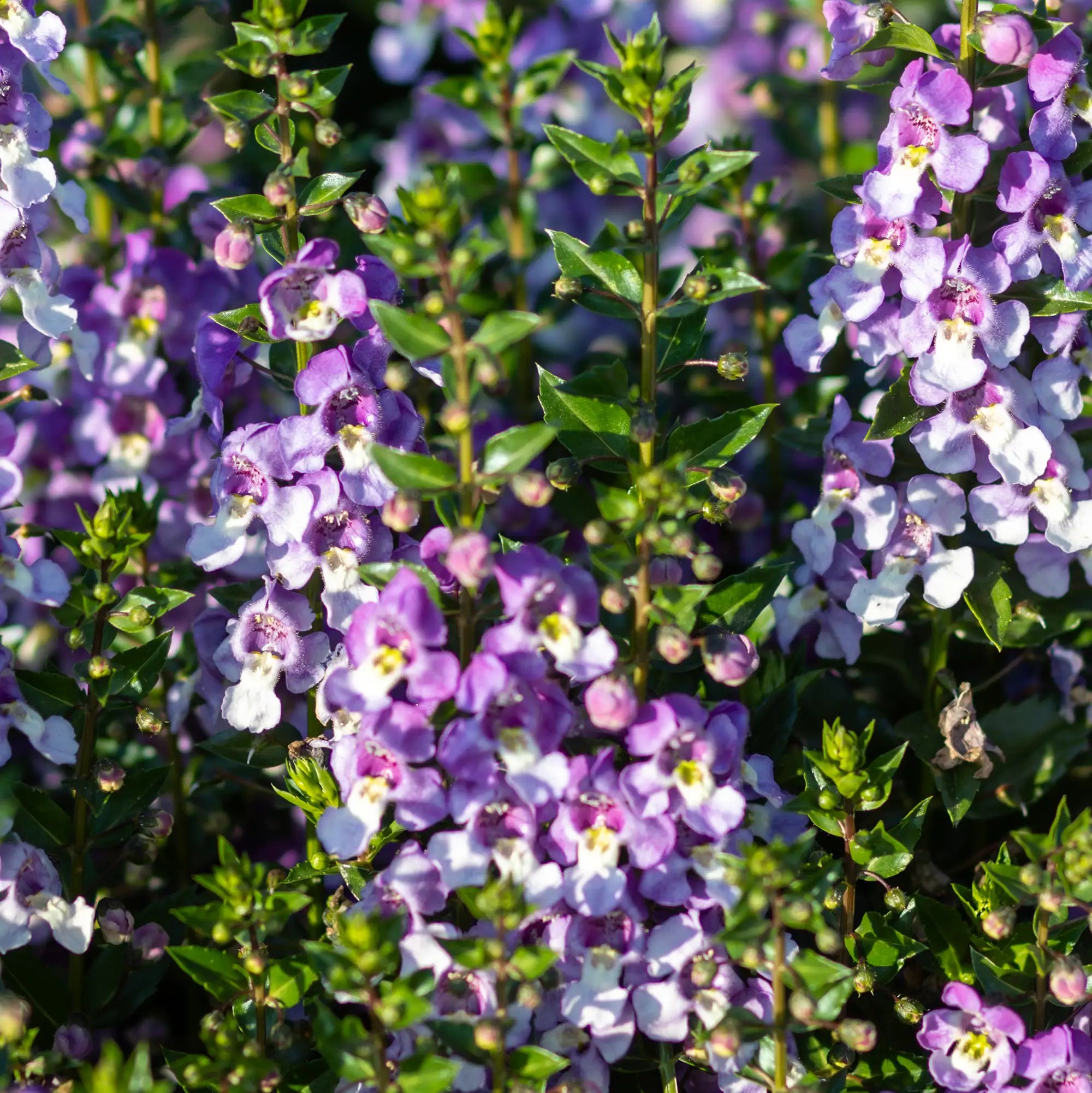 Angelonia 'Alonia™ Big Bicolor Purple'