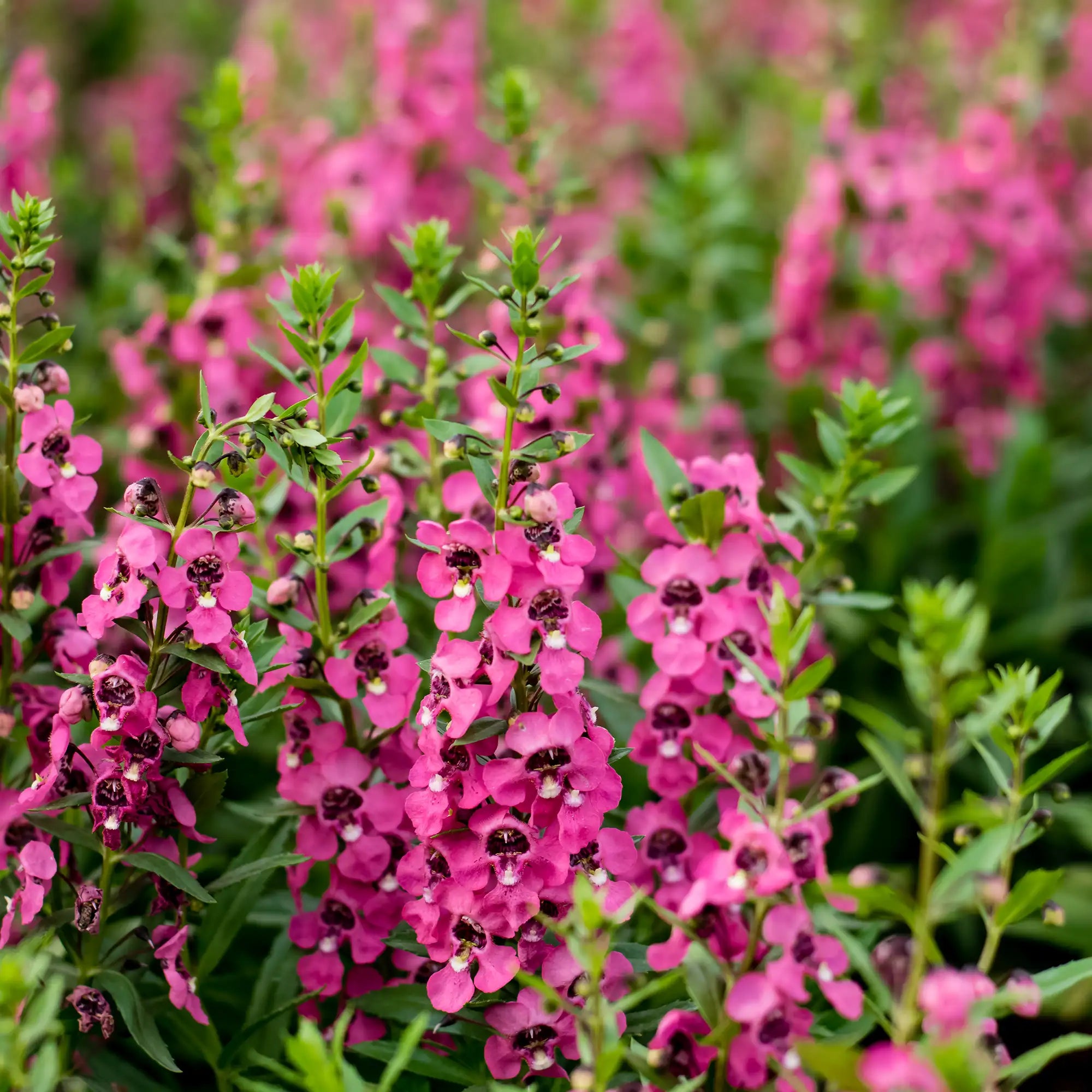 Angelonia 'Alonia™ Big Cherry'